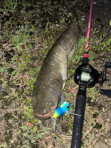 ナマズの釣果