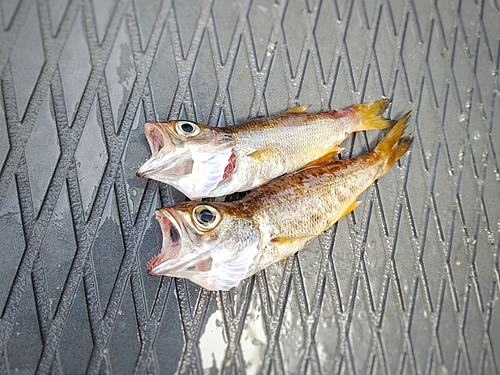 ムツの釣果