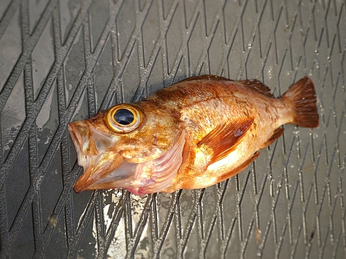 メバルの釣果