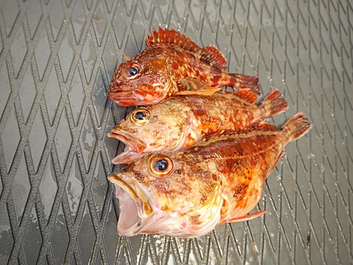 アラカブの釣果