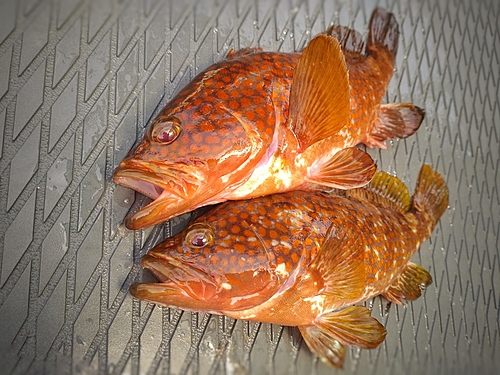 アコウの釣果