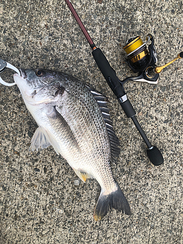 キビレの釣果