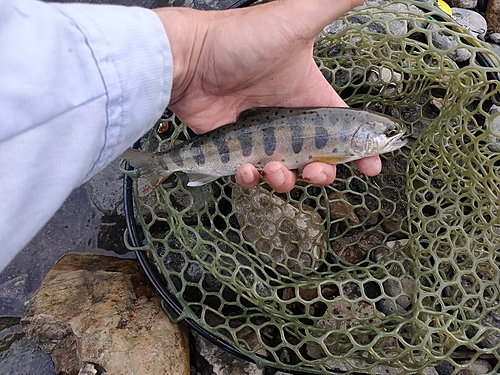 アマゴの釣果