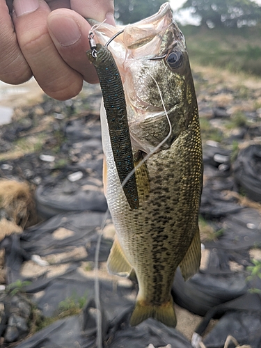 ラージマウスバスの釣果