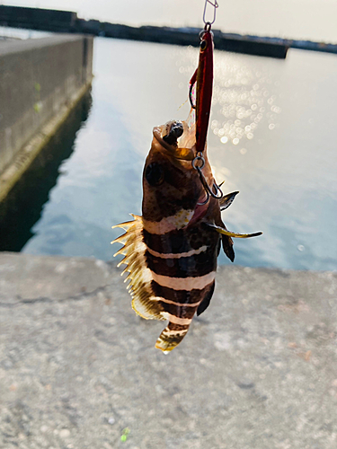 アオハタの釣果