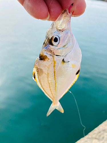 ヒイラギの釣果