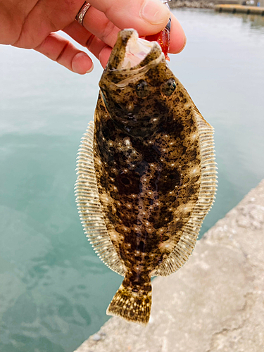 ヒラメの釣果