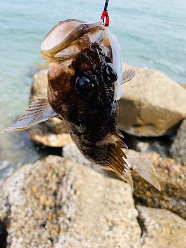 釣果