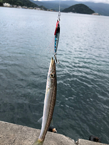 オオモンハタの釣果