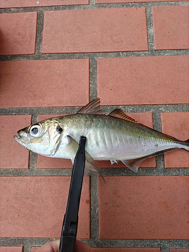 マアジの釣果