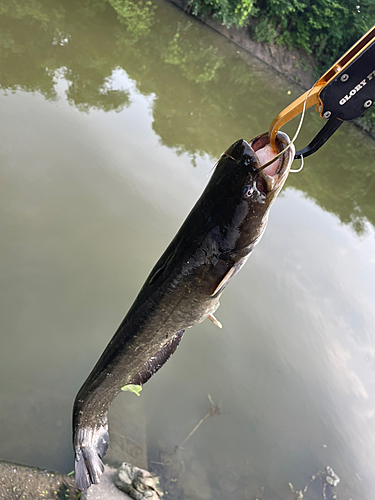 ナマズの釣果