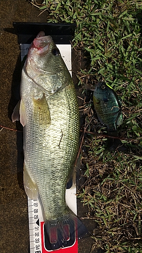 ブラックバスの釣果