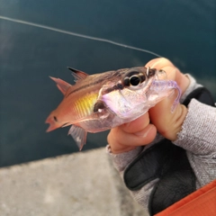 ネンブツダイの釣果