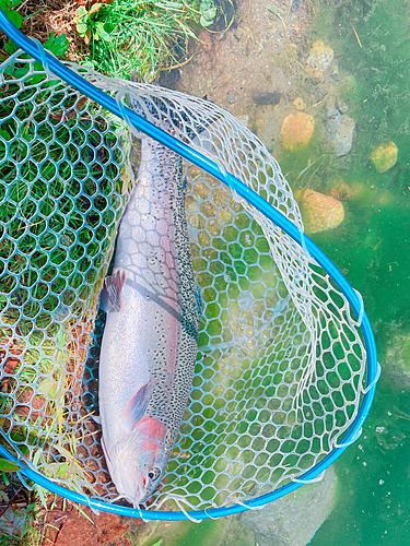 ニジマスの釣果