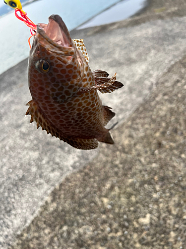 オオモンハタの釣果