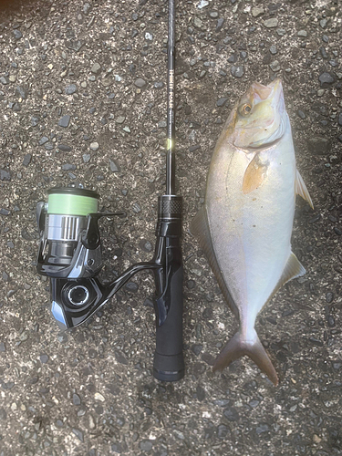 ショゴの釣果