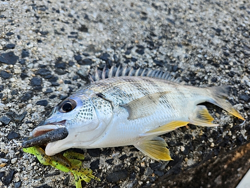 キビレの釣果