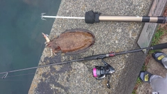 コウイカの釣果