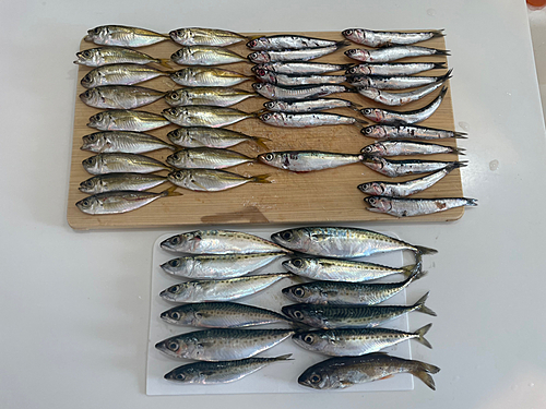 アジの釣果