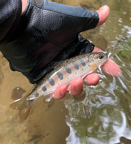 ヤマメの釣果