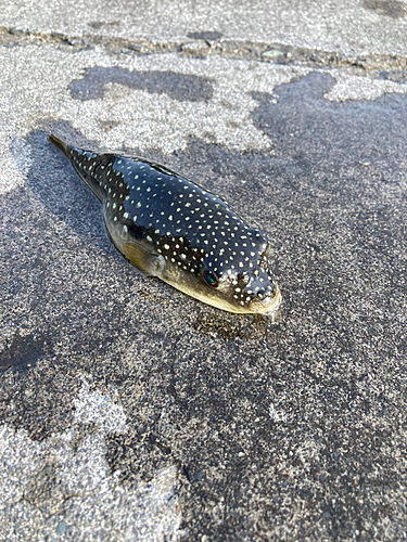 クサフグの釣果