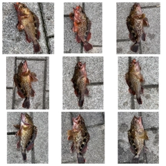 ガシラの釣果
