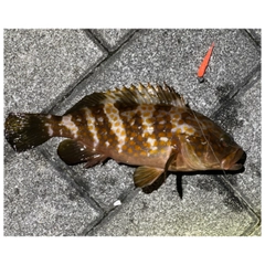 アコウの釣果