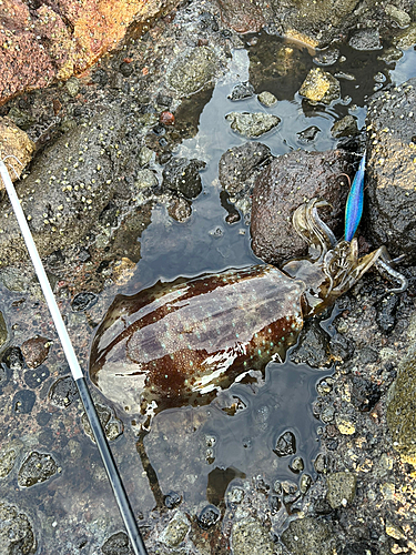 アオリイカの釣果