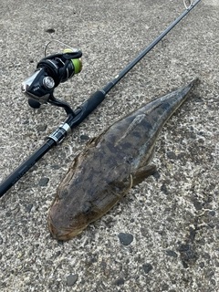 マゴチの釣果