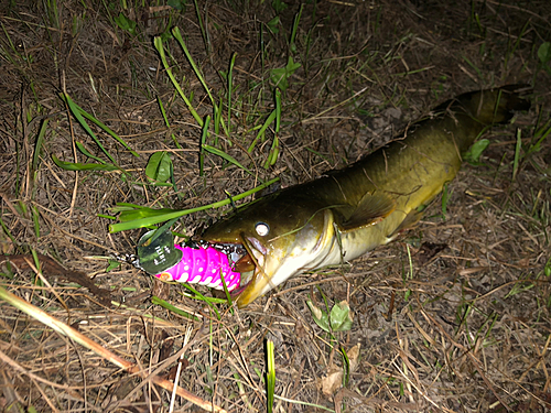 ナマズの釣果