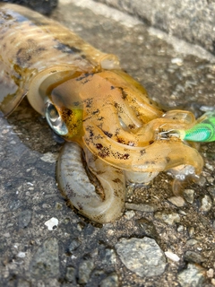 アオリイカの釣果