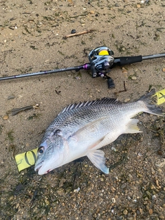 キビレの釣果