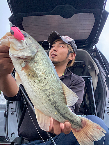 ブラックバスの釣果