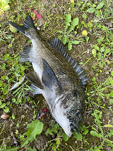 チヌの釣果