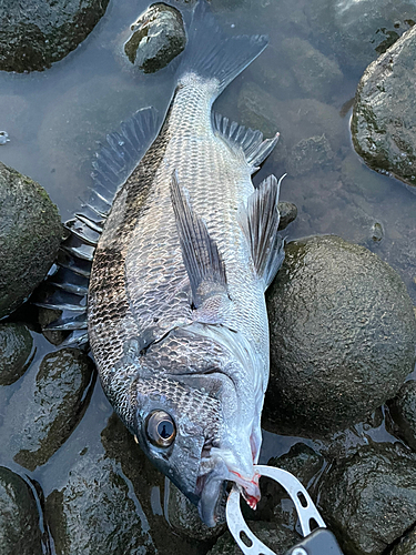 チヌの釣果