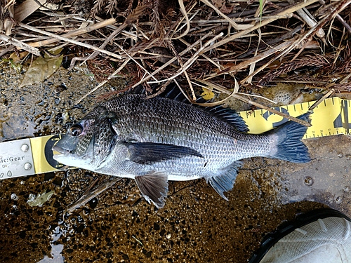 クロダイの釣果