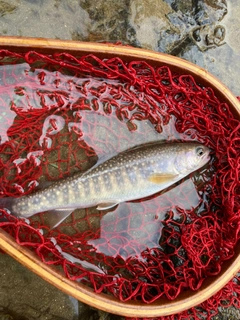 イワナの釣果