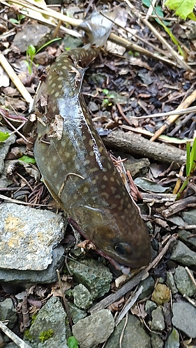 イワナの釣果