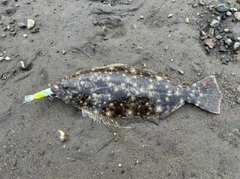 ヒラメの釣果