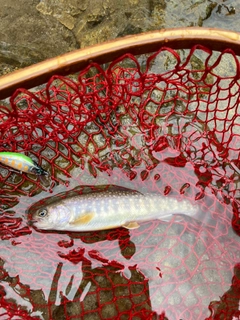 イワナの釣果