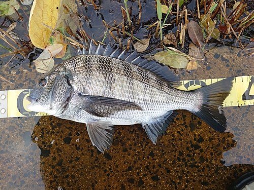 クロダイの釣果