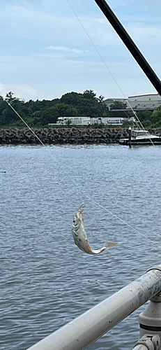 ヒイラギの釣果