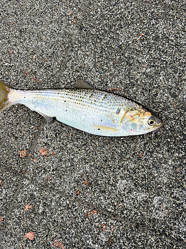 コノシロの釣果