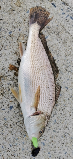 イシモチの釣果