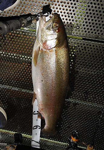 ニジマスの釣果