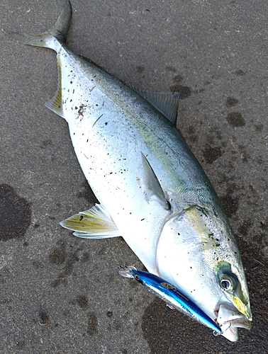 イナダの釣果