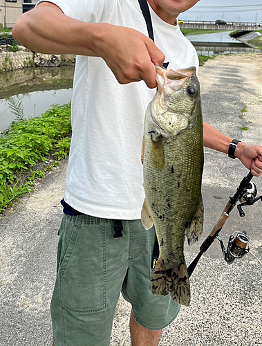 ブラックバスの釣果