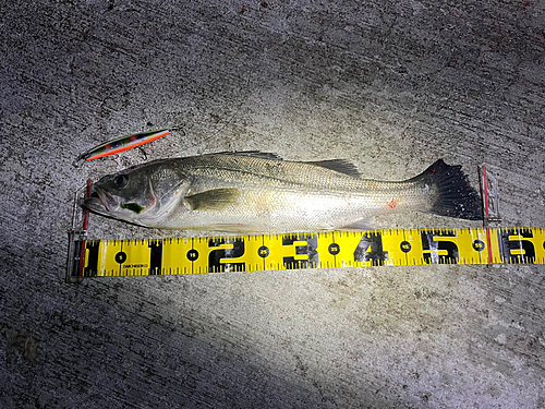 シーバスの釣果