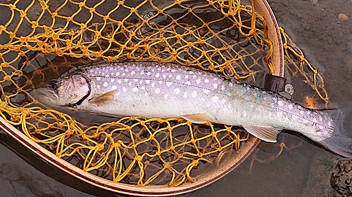 アメマスの釣果