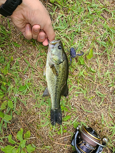 ラージマウスバスの釣果